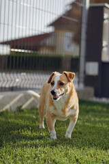 dog on the street