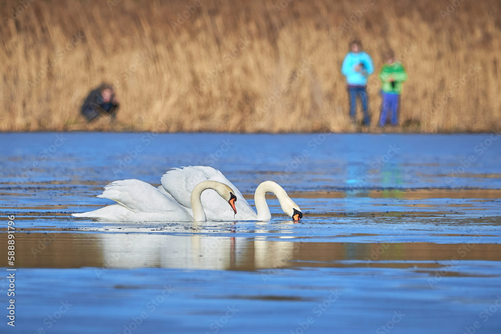 Wall mural Unidentified people watching Mute swans swimming in a pond  (Cygnus olor)