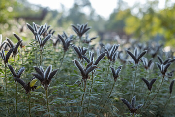 Gorgeous, stately, bushy wild green plants in a park in daylight. Blurred trees in the background.