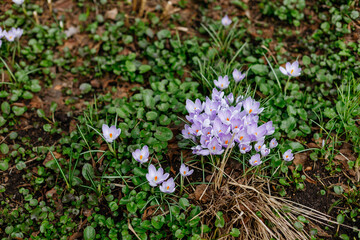 Purple crocuses blooming in early spring in the garden