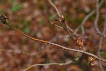 Buds on the branches of a tree in the forest in early spring