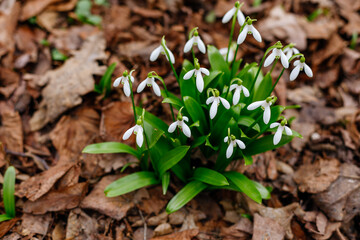 Snowdrop flowers blooming in the forest. Early spring 