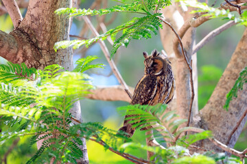 Marvelous owl is resting