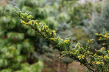 Pine tree branch with green needles close-up, natural background