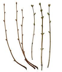 Set of tree branches isolated on a white background. Branches without leaves, with buds.