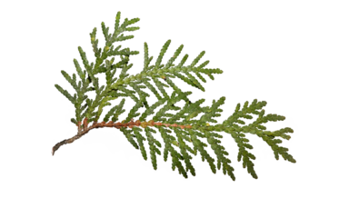 A branch of a green thuja isolated on a white background.