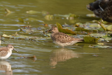 Pectoral Sandpiper wading
