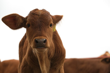 Beefmaster calf face closeup isolated on white background, copy space by beef baby cow for agriculture industry.
