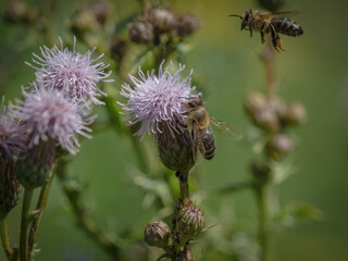 A wild bee closeup on a common scraper thistle at summer in saarland germany