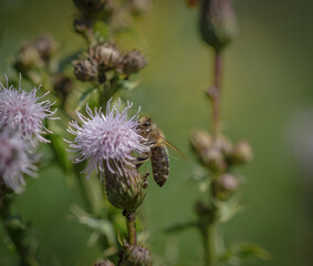 A wild bee closeup on a common scraper thistle at summer in saarland germany