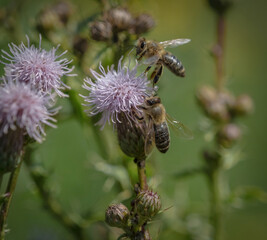 A wild bee closeup on a common scraper thistle at summer in saarland germany