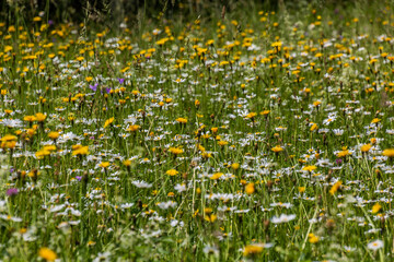 Meadow with various colorful flowers