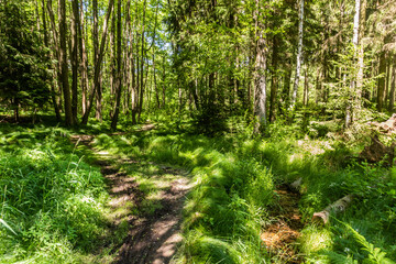 Obraz premium Hiking trail to the northermost point of the Czech Republic