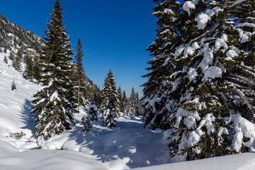 Obraz premium Winter view of Rila Mountain near Malyovitsa peak, Bulgaria