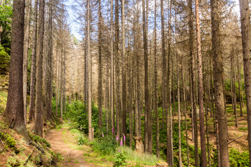 Forest in Bohemian Switzerland damaged by European spruce bark beetle, Czech Republic