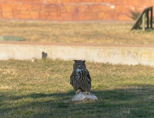 Owl resting on a rock surrounded by grass