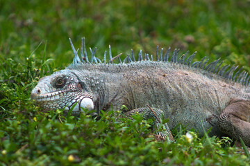 Imagen de Iguana, Reptil y Lagarto.