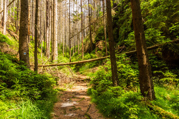 Hiking trail in a forest in the National Park Bohemian Switzerland, Czech Republic