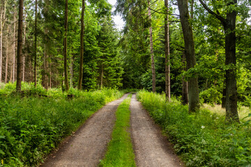 Fototapeta na wymiar Forest path in northern Bohemia, Czech Republic