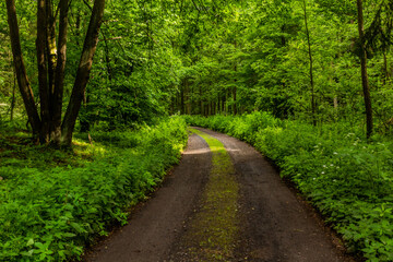 Obraz premium Forest path in northern Bohemia, Czech Republic