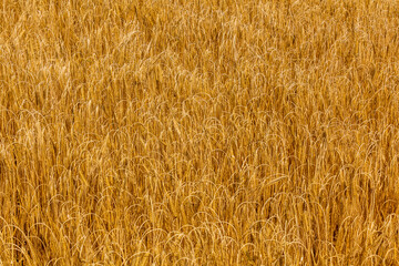 Detail of ripe rye field