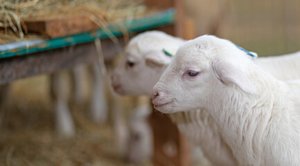 Twin Katahdin sheep lambs
