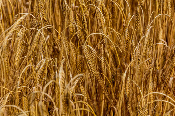 Detail of a field of ripe rye