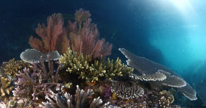 coral garden underwater healthy corals tropical waters with fish sun beams and sun rays  underwater ocean scenery raja ampat indonesia nice light