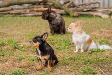 Three dogs are sitting on the grass. Pets, animals. A chihuahua and a french bulldog.