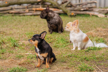 Naklejka na ściany i meble Three dogs are sitting on the grass. Pets, animals. A chihuahua and a french bulldog.