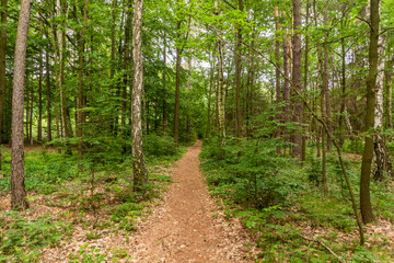 Fototapeta na wymiar Hiking trail in the Protected Landscape Area Kokorinsko - Machuv kraj, Czech Republic