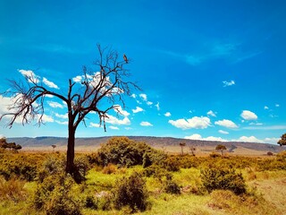 Fototapeta premium tree in the desert