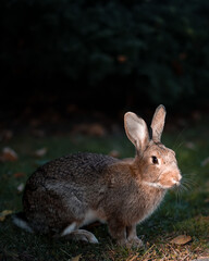 rabbit in the grass