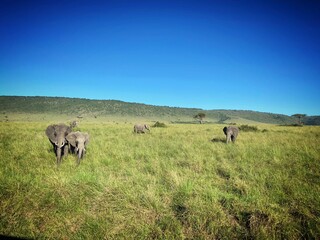 herd of elephant 