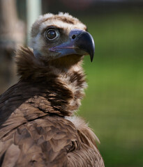 Portrait of a black griffin bird in nature, close up