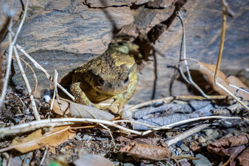 Common toad into his lair at night. Bufo bufo animal in the forest.