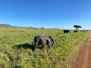 Fototapeta premium Elephant roaming wild 