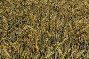Detail of a field of unripe rye