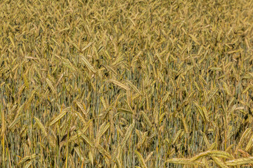 Detail of a field of unripe rye