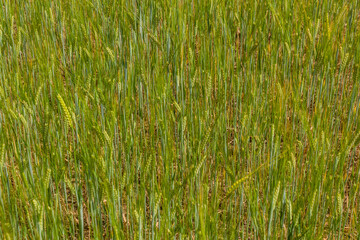 Detail of a field of unripe barley