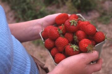 Fresh From The Field Quart of Strawberries in Hand