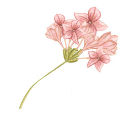 Naklejka premium Pink flower, apple, sakura, hydrangea, primrose. Watercolor illustration of spring pink flowers and leaves. isolated element