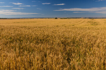 Cereal field in the Czech Republic