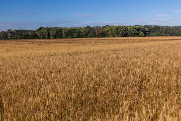 Cereal field in the Czech Republic