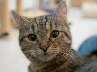 Naklejka na ściany i meble A cute rescued cat kitten closeup in jena germany