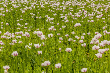 Field of poppy in the Czech Republic