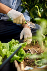 A man's hand in a white garden glove scoops up weeds with a garden shovel. Gardening, weed control concept