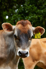 Vacas jóvenes lecheras en una granja con pastos verdes y frescos. Young dairy cows on a farm with fresh green pastures