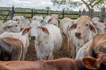 REBANHO BOVINO NO CURRAL