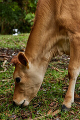 Naklejka na ściany i meble Vacas jóvenes lecheras en una granja con pastos verdes y frescos. Young dairy cows on a farm with fresh green pastures